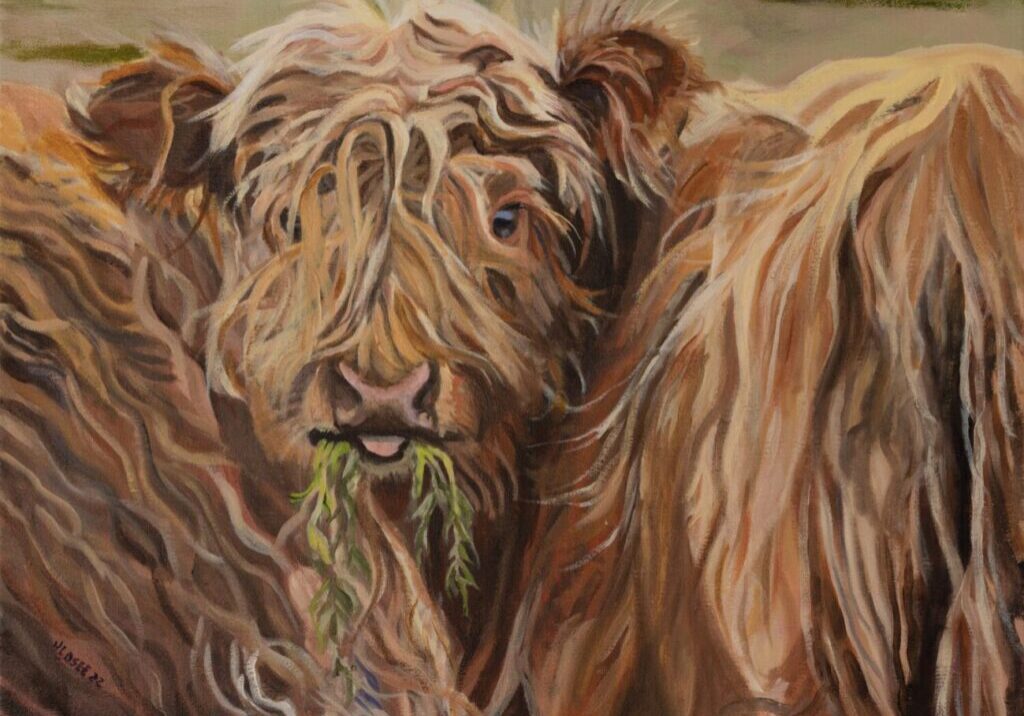Shaggy highland cow eating green grass.