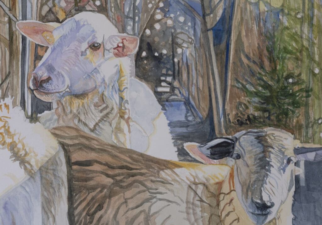 Sheep 19 1-2x15 1-2 Watercolor