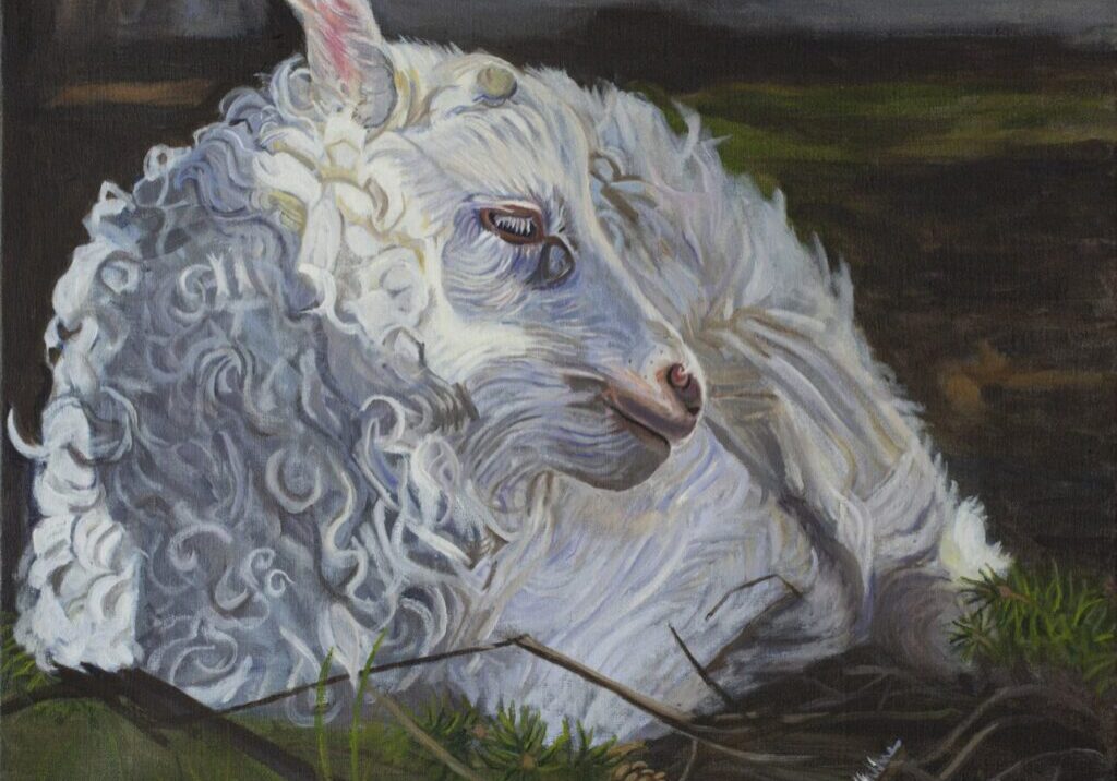 Painting of a resting white Angora goat.