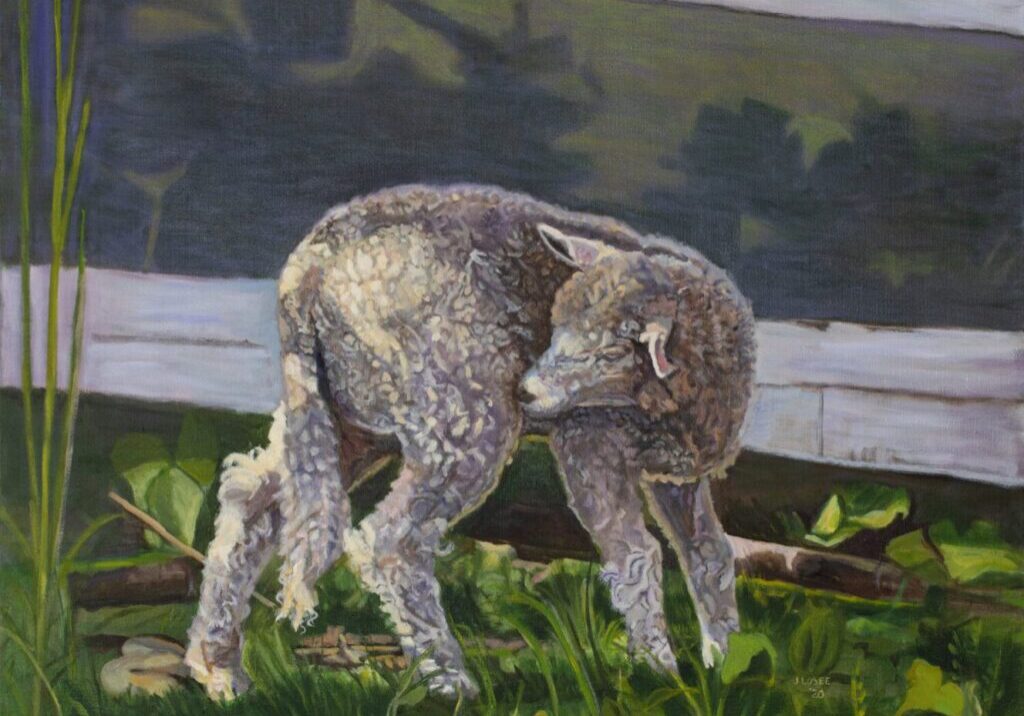 Lamb grazing near a wooden fence.