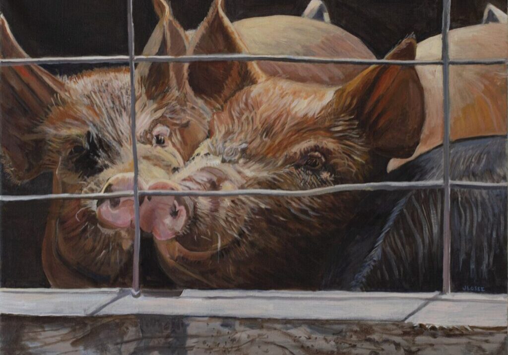 Pigs behind a metal fence, close-up.