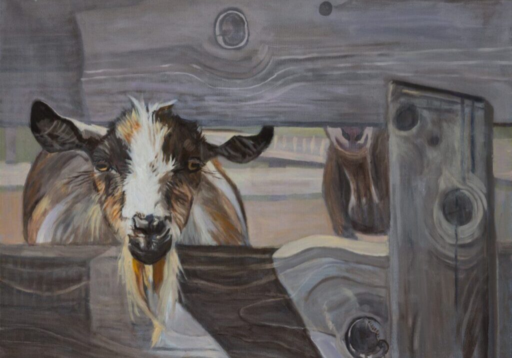 Goat peering through wooden fence slats.