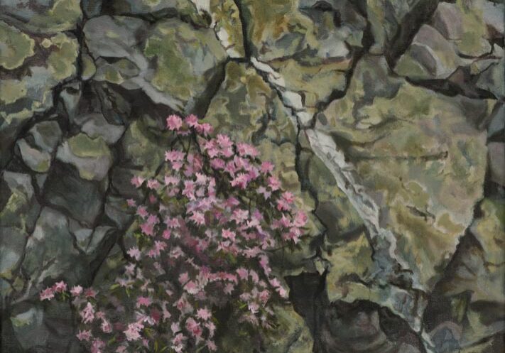 Pink flowers growing on rocky cliff face.