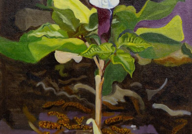 White Jack in the Pulpit 16_x20_ Oil on Canvas