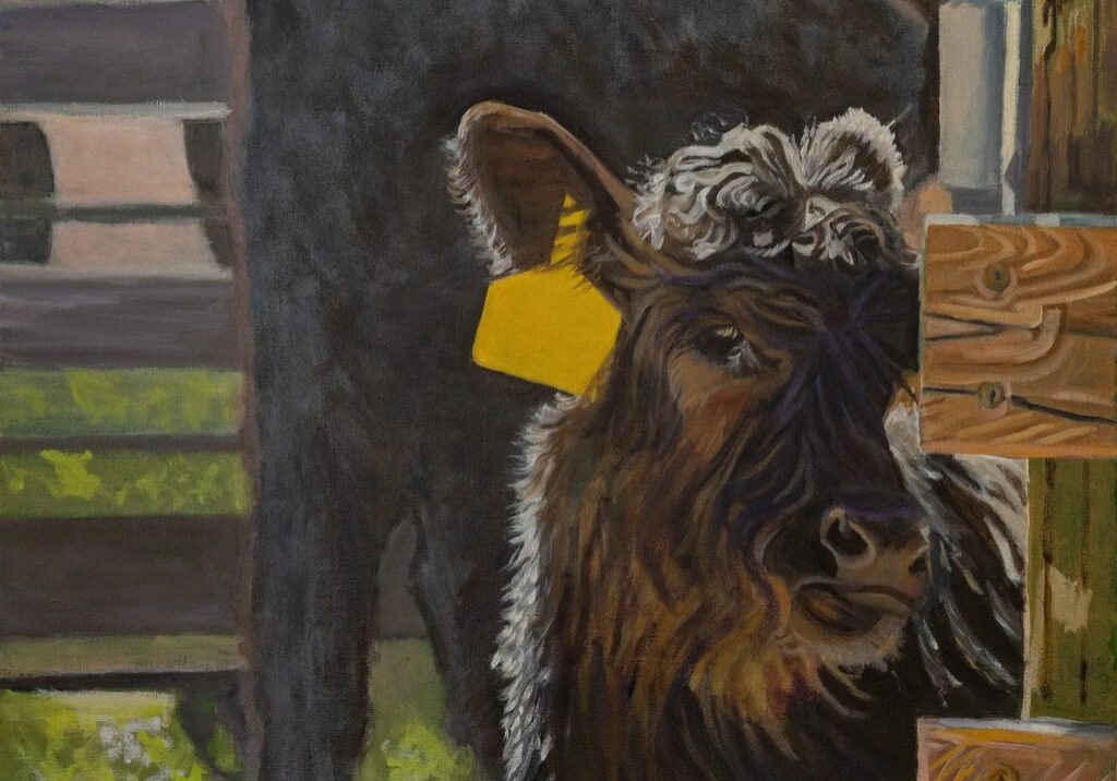 Cow with yellow ear tag in pen.