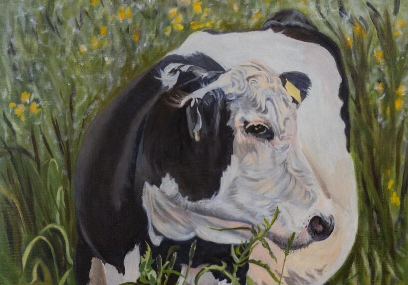 Cow in a field with yellow flowers.